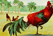 Red Jungle Fowls