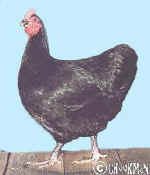 A good type pullet