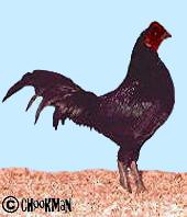 A black cockerel