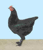 A high quality pullet