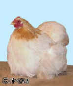 A Wheaten hen