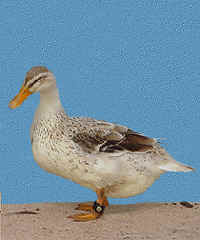 Appleyard bantam duck