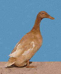 Buff Orpington duck