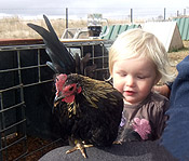 A young cockerel with a young trainer