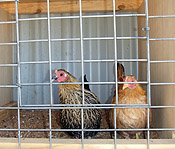 Pullets in training