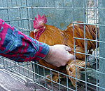 Catching in a showpen