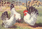 Japanese Bantams