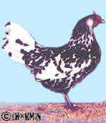 A silver spangled bantam pullet