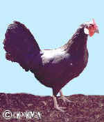 A wonderful black hen