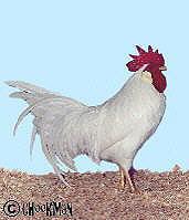 White Leghorn Bantam