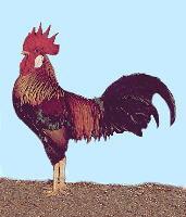 Brown Leghorn