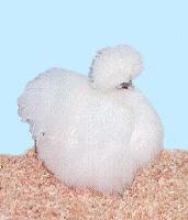 White Silkie