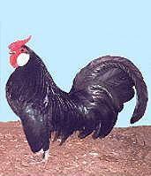 Black Rosecomb Bantam