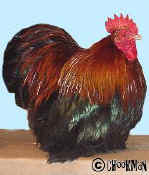 A Black Red cockerel