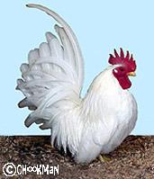 White Japanese Bantam