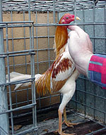 Hand training a show fowl