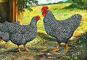 Barred Plymouth Rocks