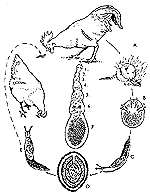 Life cycle of tapeworms