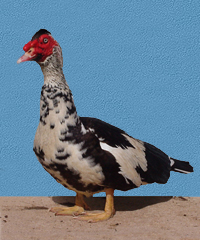 Muscovy drake