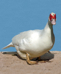 Buff Orpington duck