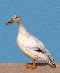 Silver bantam duck