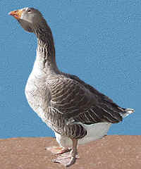 Toulouse gander