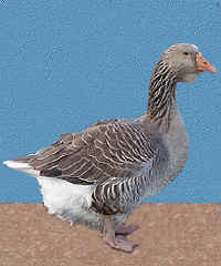 Toulouse goose